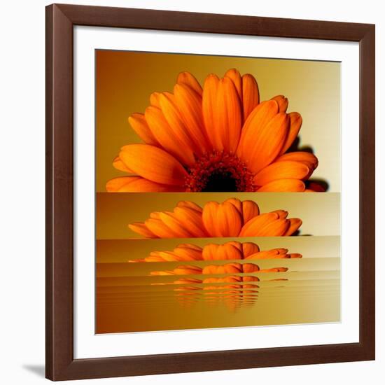 Gerbera Flower as Rising Sun-Winfred Evers-Framed Photographic Print