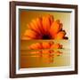 Gerbera Flower as Rising Sun-Winfred Evers-Framed Photographic Print