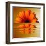 Gerbera Flower as Rising Sun-Winfred Evers-Framed Premium Photographic Print