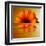 Gerbera Flower as Rising Sun-Winfred Evers-Framed Premium Photographic Print