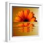 Gerbera Flower as Rising Sun-Winfred Evers-Framed Premium Photographic Print