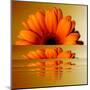 Gerbera Flower as Rising Sun-Winfred Evers-Mounted Premium Photographic Print