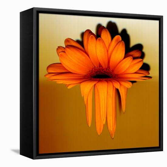 Gerbera Flower Melting, Digital Manipulation-Winfred Evers-Framed Stretched Canvas