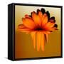Gerbera Flower Melting, Digital Manipulation-Winfred Evers-Framed Stretched Canvas