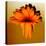 Gerbera Flower Melting, Digital Manipulation-Winfred Evers-Stretched Canvas
