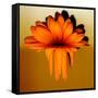 Gerbera Flower Melting, Digital Manipulation-Winfred Evers-Framed Stretched Canvas