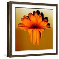 Gerbera Flower Melting, Digital Manipulation-Winfred Evers-Framed Photographic Print