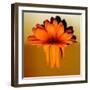 Gerbera Flower Melting, Digital Manipulation-Winfred Evers-Framed Photographic Print