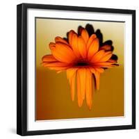 Gerbera Flower Melting, Digital Manipulation-Winfred Evers-Framed Photographic Print