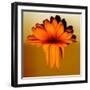 Gerbera Flower Melting, Digital Manipulation-Winfred Evers-Framed Photographic Print