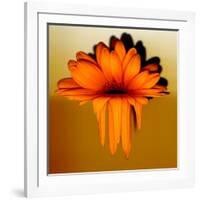 Gerbera Flower Melting, Digital Manipulation-Winfred Evers-Framed Photographic Print