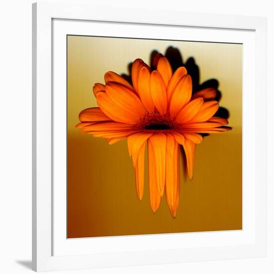 Gerbera Flower Melting, Digital Manipulation-Winfred Evers-Framed Photographic Print