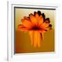 Gerbera Flower Melting, Digital Manipulation-Winfred Evers-Framed Photographic Print