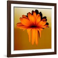 Gerbera Flower Melting, Digital Manipulation-Winfred Evers-Framed Photographic Print