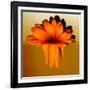 Gerbera Flower Melting, Digital Manipulation-Winfred Evers-Framed Photographic Print