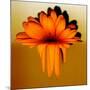 Gerbera Flower Melting, Digital Manipulation-Winfred Evers-Mounted Photographic Print