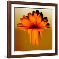 Gerbera Flower Melting, Digital Manipulation-Winfred Evers-Framed Photographic Print