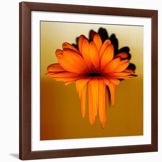 Gerbera Flower Melting, Digital Manipulation-Winfred Evers-Framed Photographic Print