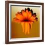 Gerbera Flower Melting, Digital Manipulation-Winfred Evers-Framed Photographic Print