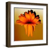 Gerbera Flower Melting, Digital Manipulation-Winfred Evers-Framed Premium Photographic Print