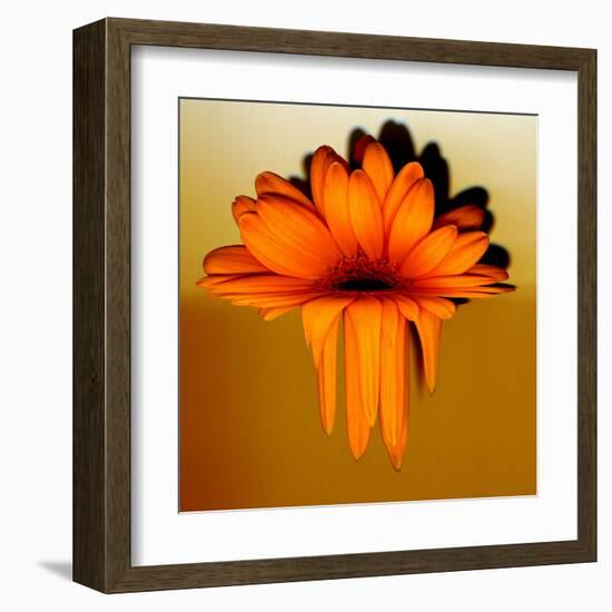 Gerbera Flower Melting, Digital Manipulation-Winfred Evers-Framed Premium Photographic Print