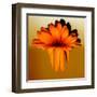 Gerbera Flower Melting, Digital Manipulation-Winfred Evers-Framed Premium Photographic Print