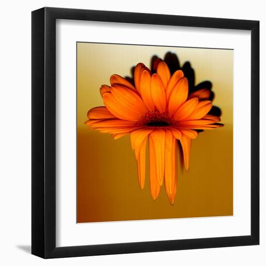 Gerbera Flower Melting, Digital Manipulation-Winfred Evers-Framed Premium Photographic Print