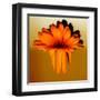 Gerbera Flower Melting, Digital Manipulation-Winfred Evers-Framed Premium Photographic Print