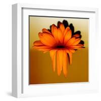 Gerbera Flower Melting, Digital Manipulation-Winfred Evers-Framed Premium Photographic Print