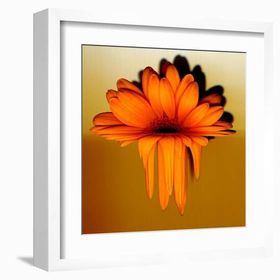 Gerbera Flower Melting, Digital Manipulation-Winfred Evers-Framed Premium Photographic Print