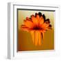 Gerbera Flower Melting, Digital Manipulation-Winfred Evers-Framed Premium Photographic Print