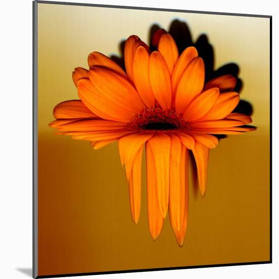 Gerbera Flower Melting, Digital Manipulation-Winfred Evers-Mounted Premium Photographic Print