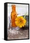 Gerbera, Flower, Orange, Glass Bottle-Andrea Haase-Framed Stretched Canvas