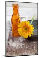 Gerbera, Flower, Orange, Glass Bottle-Andrea Haase-Mounted Photographic Print