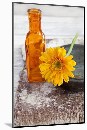 Gerbera, Flower, Orange, Glass Bottle-Andrea Haase-Mounted Photographic Print