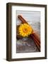 Gerbera, Flower, Still Life, Orange-Andrea Haase-Framed Photographic Print