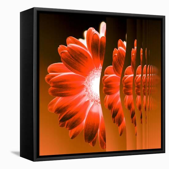 Gerbera Flower Vertical Slivers-Winfred Evers-Framed Stretched Canvas