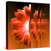 Gerbera Flower Vertical Slivers-Winfred Evers-Stretched Canvas