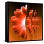 Gerbera Flower Vertical Slivers-Winfred Evers-Framed Stretched Canvas