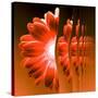 Gerbera Flower Vertical Slivers-Winfred Evers-Stretched Canvas