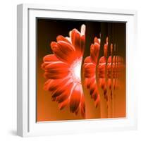 Gerbera Flower Vertical Slivers-Winfred Evers-Framed Photographic Print