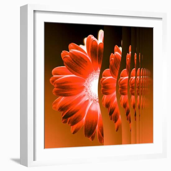Gerbera Flower Vertical Slivers-Winfred Evers-Framed Photographic Print