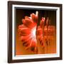 Gerbera Flower Vertical Slivers-Winfred Evers-Framed Photographic Print