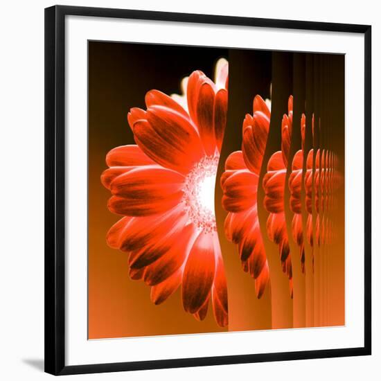 Gerbera Flower Vertical Slivers-Winfred Evers-Framed Photographic Print