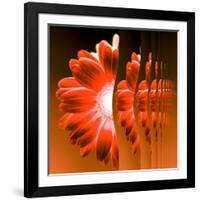 Gerbera Flower Vertical Slivers-Winfred Evers-Framed Photographic Print