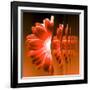 Gerbera Flower Vertical Slivers-Winfred Evers-Framed Photographic Print