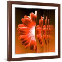 Gerbera Flower Vertical Slivers-Winfred Evers-Framed Photographic Print