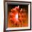 Gerbera Flower Vertical Slivers-Winfred Evers-Framed Photographic Print