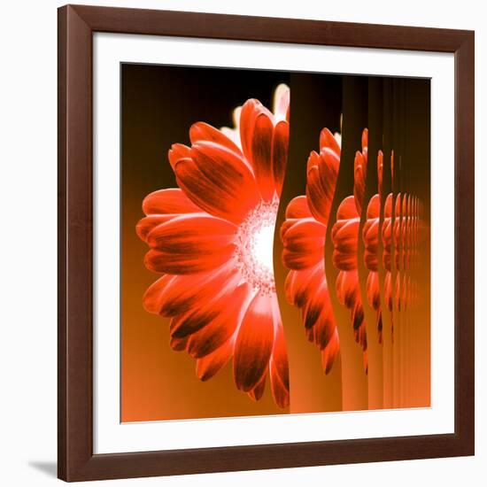 Gerbera Flower Vertical Slivers-Winfred Evers-Framed Photographic Print