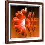 Gerbera Flower Vertical Slivers-Winfred Evers-Framed Photographic Print